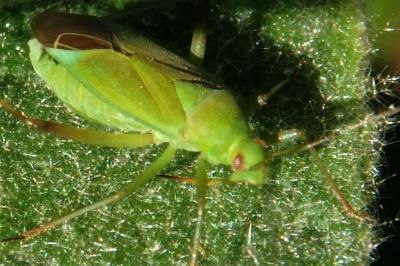 <i>Calocoris</i>