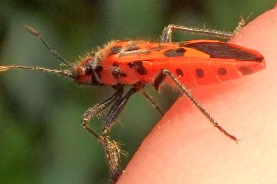 <i>Corizus hyoscyami hyoscyami</i>