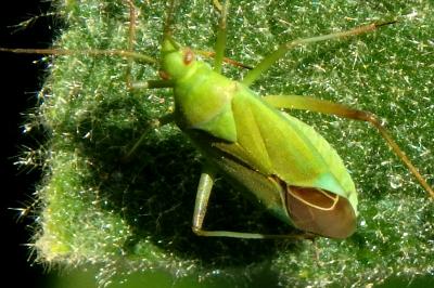 <i>Calocoris</i>