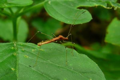 <i>Metatropis rufescens</i>