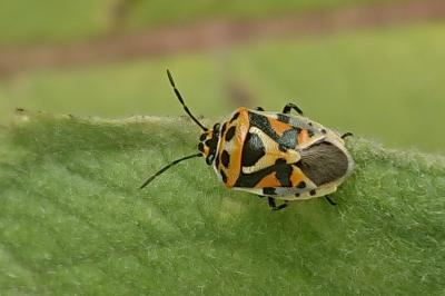 <i>Eurydema ornata</i>