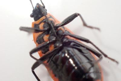 <i>Pyrrhocoris apterus</i>