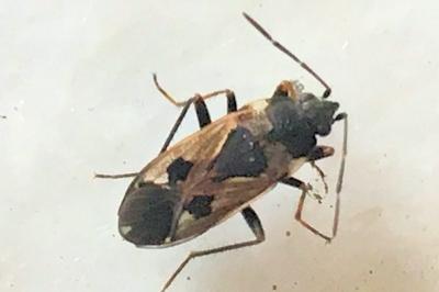 <i>Rhyparochromus vulgaris</i>