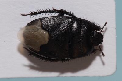 <i>Cydnus aterrimus</i>