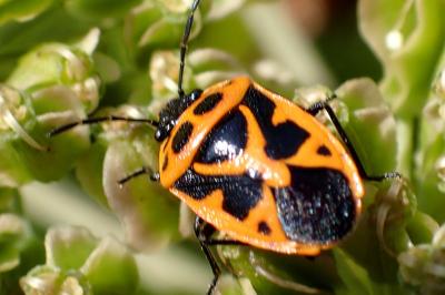 <i>Eurydema dominulus</i>