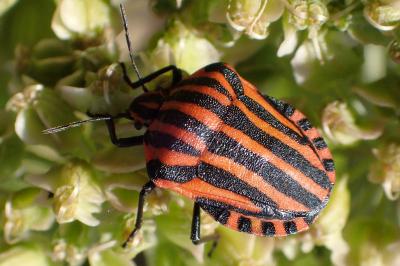 <i>Graphosoma italicum italicum</i>