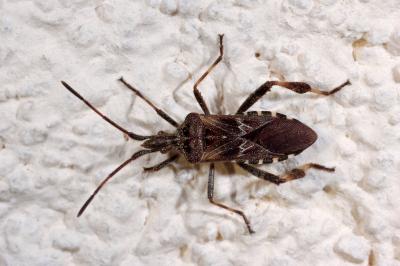 <i>Leptoglossus occidentalis</i>