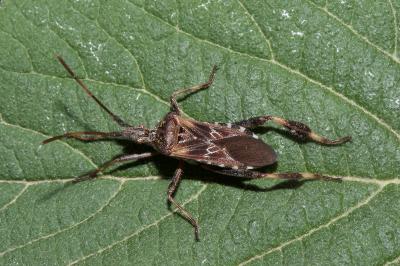 <i>Leptoglossus occidentalis</i>