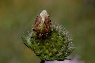 <i>Carpocoris purpureipennis</i>