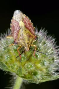 <i>Carpocoris purpureipennis</i>
