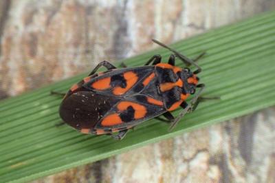 <i>Spilostethus saxatilis</i>
