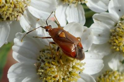 Deraeocoris ruber