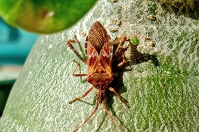 Leptoglossus occidentalis
