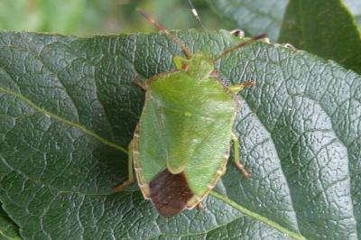 <i>Palomena prasina</i>
