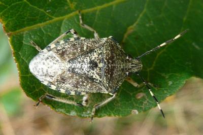 <i>Rhaphigaster nebulosa</i>