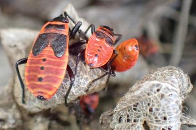 <i>Pyrrhocoris apterus</i>