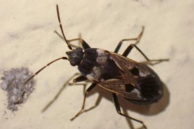<i>Rhyparochromus vulgaris</i>