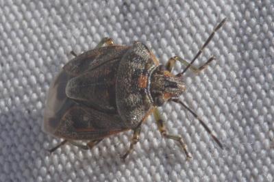 <i>Holcogaster fibulata</i>