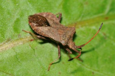<i>Coreus marginatus</i>