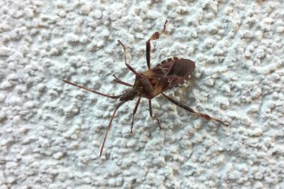 <i>Leptoglossus occidentalis</i>