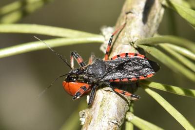 <i>Rhynocoris annulatus</i>