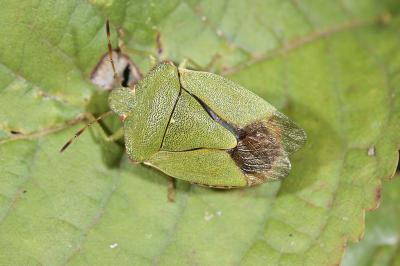 <i>Palomena prasina</i>