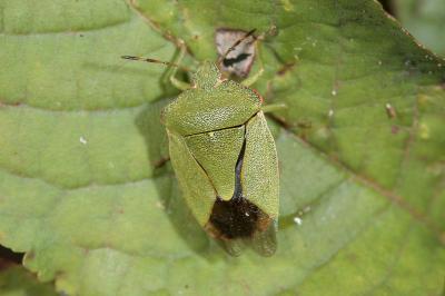 <i>Palomena prasina</i>