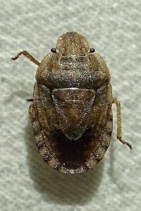 <i>Sciocoris macrocephalus</i>