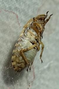 <i>Sciocoris macrocephalus</i>