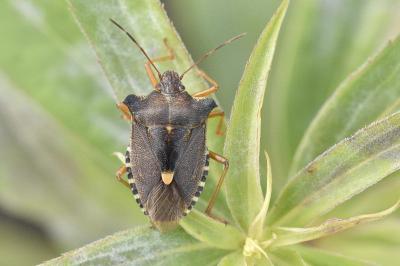 <i>Pentatoma rufipes</i>