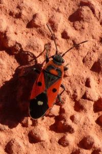 <i>Melanocoryphus albomaculatus</i>