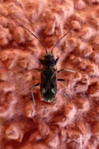 <i>Rhyparochromus vulgaris</i>