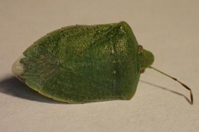 <i>Nezara viridula</i>