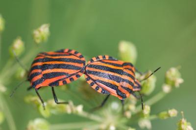 <i>Graphosoma italicum italicum</i>