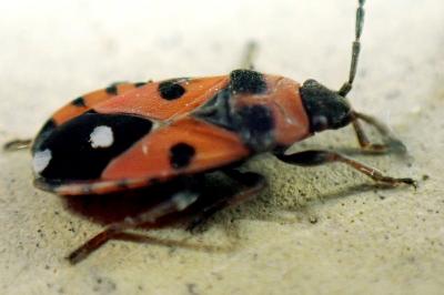 <i>Horvathiolus superbus</i>