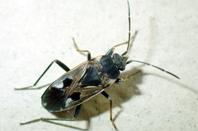 <i>Rhyparochromus vulgaris</i>