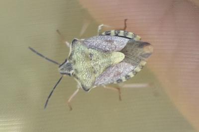<i>Carpocoris purpureipennis</i>