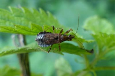<i>Himacerus mirmicoides</i>