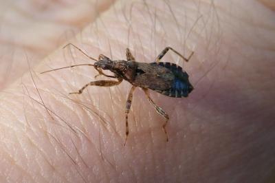Himacerus mirmicoides