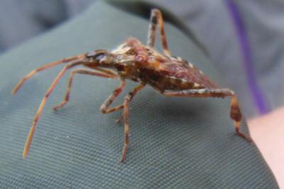 <i>Leptoglossus occidentalis</i>