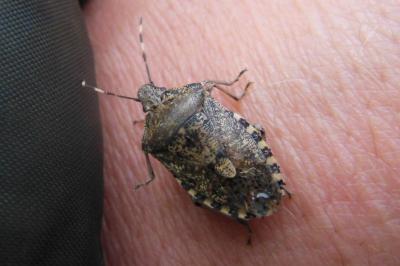 <i>Rhaphigaster nebulosa</i>