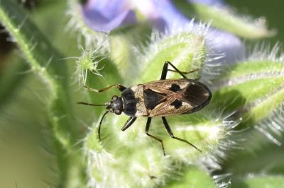 <i>Rhyparochromus vulgaris</i>