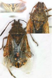 <i>Stictopleurus punctatonervosus</i>