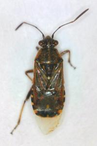 <i>Liorhyssus hyalinus</i>