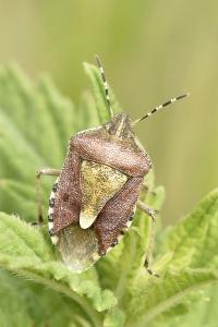 <i>Dolycoris baccarum</i>