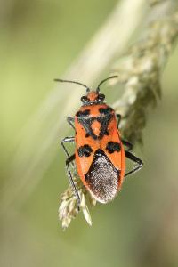 <i>Corizus hyoscyami hyoscyami</i>