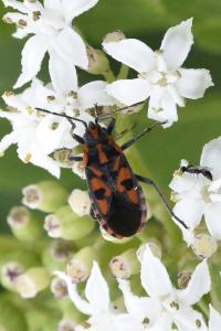 <i>Spilostethus saxatilis</i>