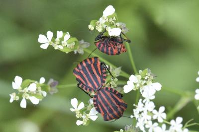 <i>Graphosoma italicum italicum</i>