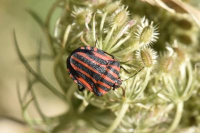 <i>Graphosoma italicum italicum</i>