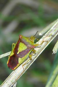 <i>Acanthosoma haemorrhoidale</i>